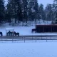Stort lèskur og fôrhekk